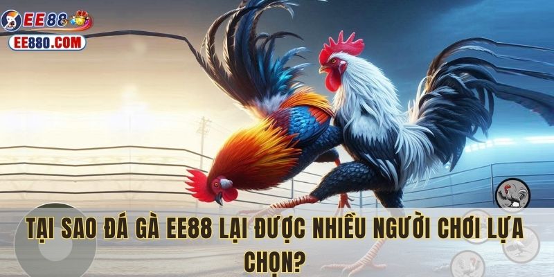 Vì sao nên chọn đá gà EE88?