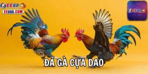 Đá gà cựa dao