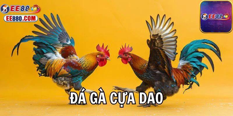 Đá gà cựa dao