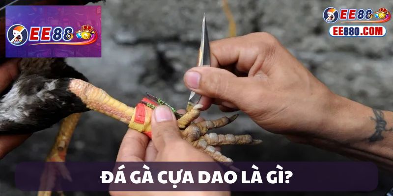 Giới thiệu về đá gà cựa dao tại EE88
