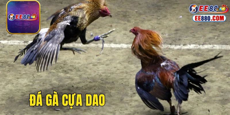 Ưu điểm nổi bật của tựa game đá gà cựa dao