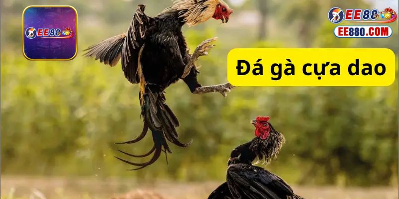 Chiến thuật đá gà cựa dao mà bạn nên biết
