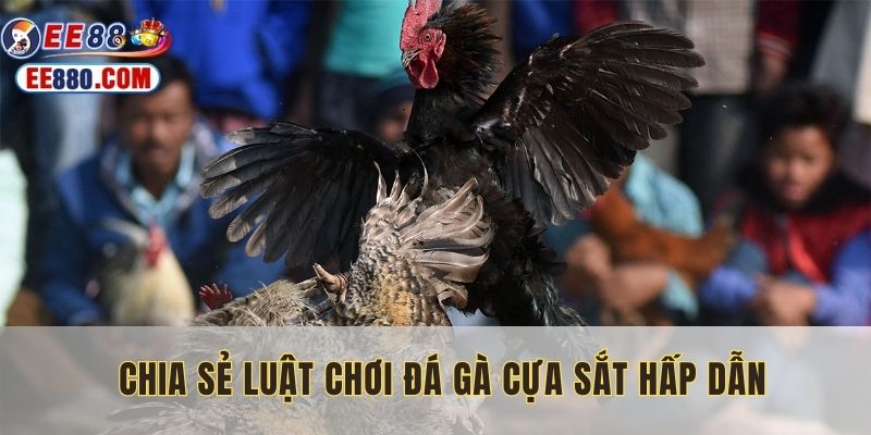 Bật mí chi tiết về luật đấu kê cựa sắt chuẩn quốc tế
