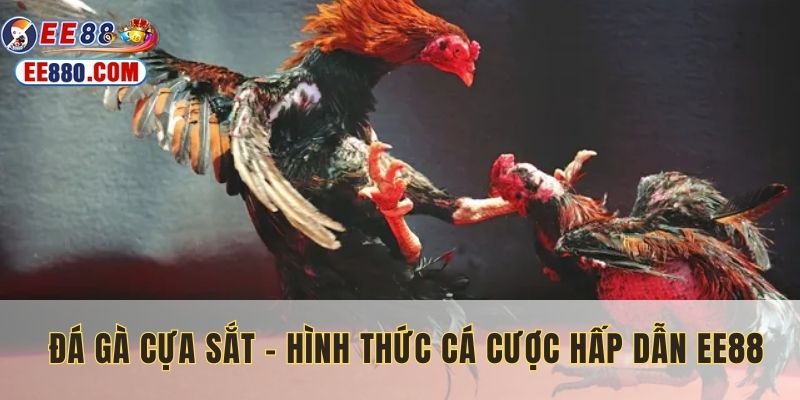 đá gà cựa sắt