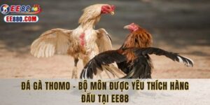 đá gà thomo