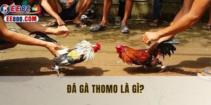 Giải thích đá gà thomo là gì dễ hiểu nhất đến người chơi