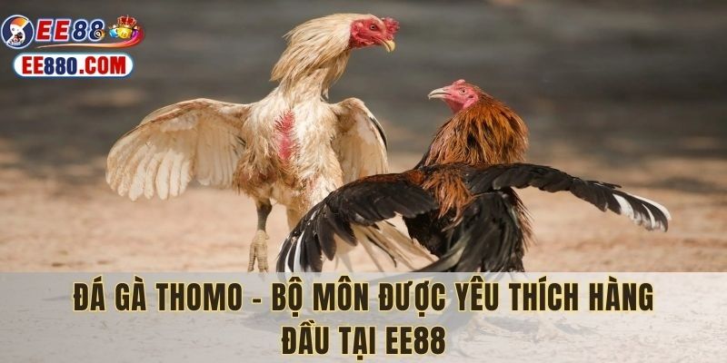 đá gà thomo